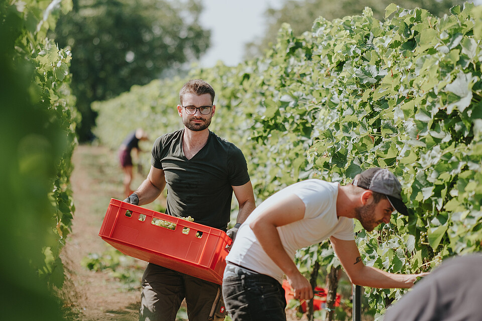 Zwei Weinbaustudenten beim Ernten der Trauben im Weinberg des Weincampus Neustadt