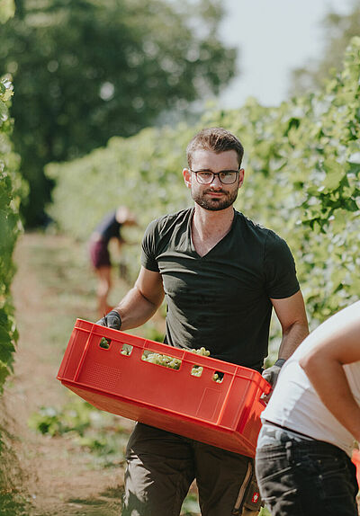 Studierender bei der Weinlese im Weinberg