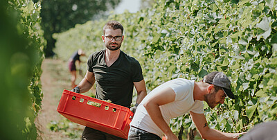 Two viticulture students harvest grapes in the vineyard of the Weincampus Neustadt