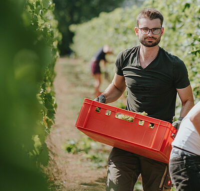 Studierender bei der Weinlese im Weinberg