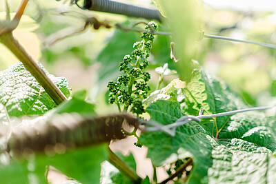 Jeunes pousses de vigne