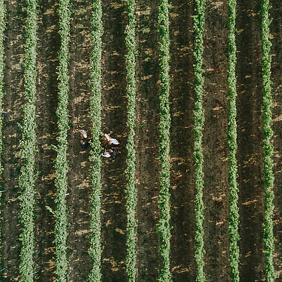 Rebzeilen von oben Aerial view of the rows of vines with students of the Weincampus Neustadt