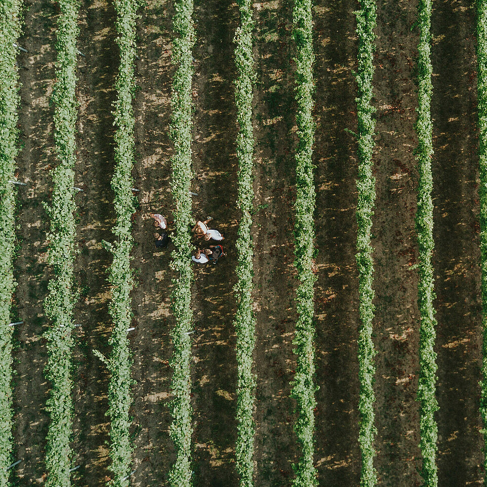 Vue aérienne des rangs de vigne avec les étudiants du Wine Campus Neustadt