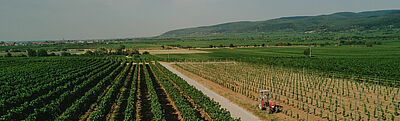 Vineyard tractor in the vineyards of the Wine Campus Neustadt