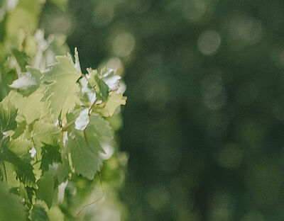 Two viticulture students in the vineyard harvesting grapes