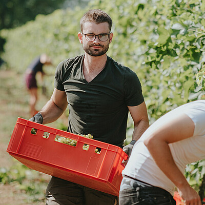 Two viticulture students harvest grapes in the Wine Campus Neustadt vineyard