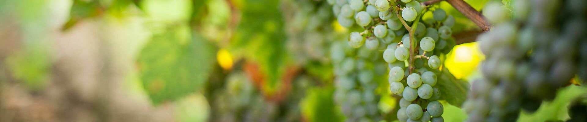 Hand cuts grapes on a vine