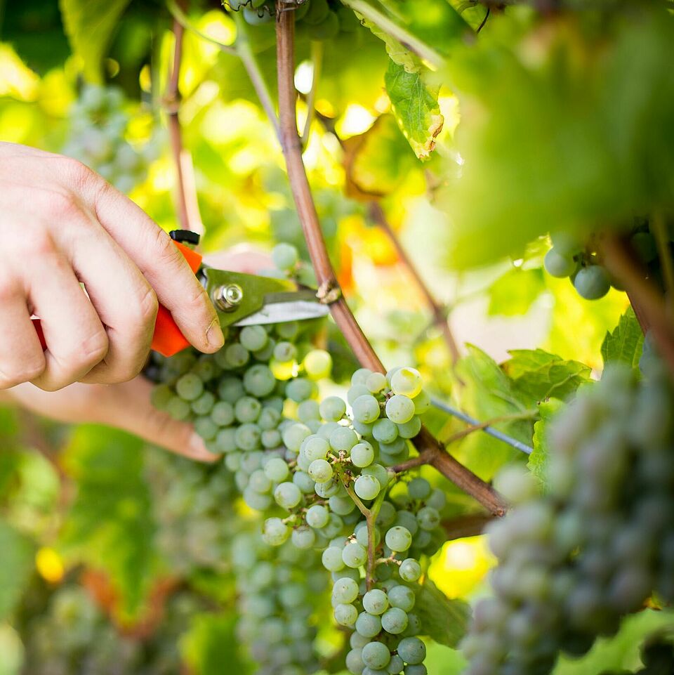 Pruning shears and grapes