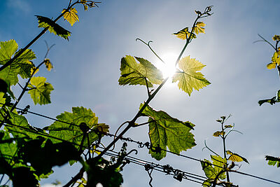 Enology