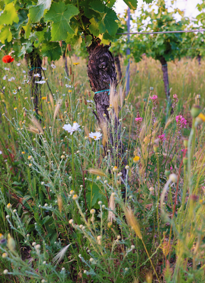 Enherbement sous le rang dans le vignoble