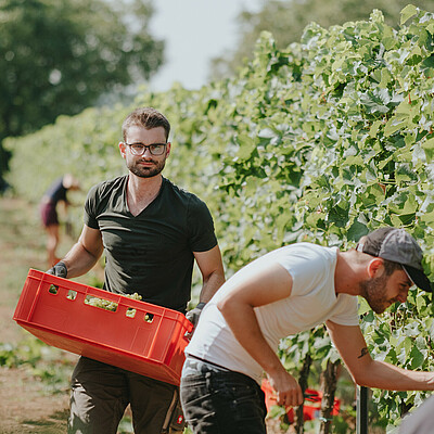 Student in the vineyard during the harvest