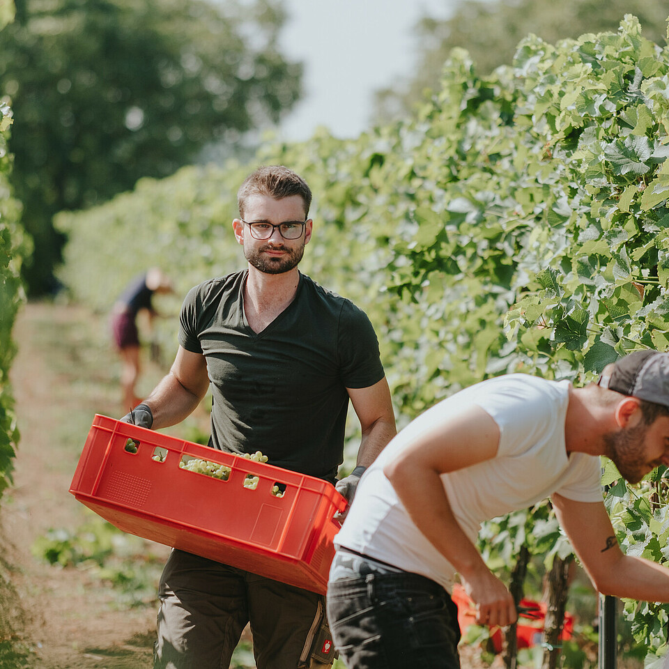 Student in the vineyard during the harvest