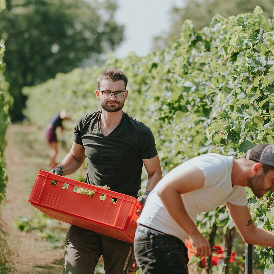 Étudiant dans les vignes lors des vendanges