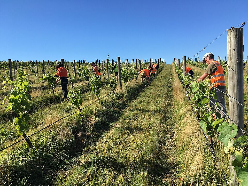 Hand-picking in the sunshine