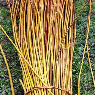 Chamber construction Binding willows