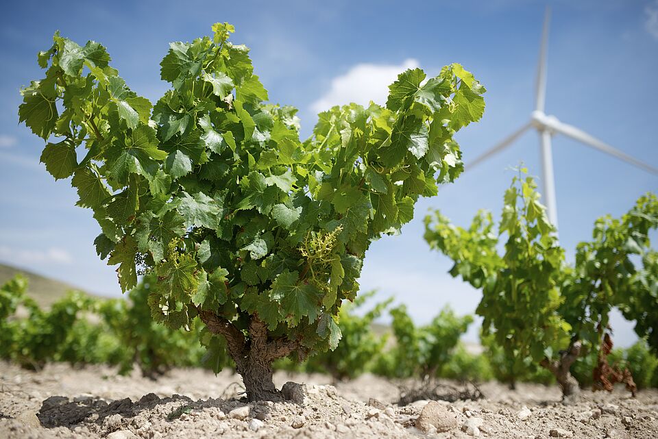 Wind turbine in the background and vineyards