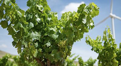 Weinberg und Windkraftanlage im Hintergrund