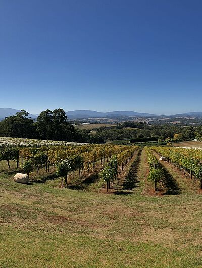 Blue sky over a hilly landscape with pastures of the Yarra valleys