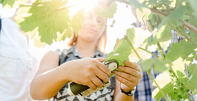 VITICULTURE AND ENOLOGY