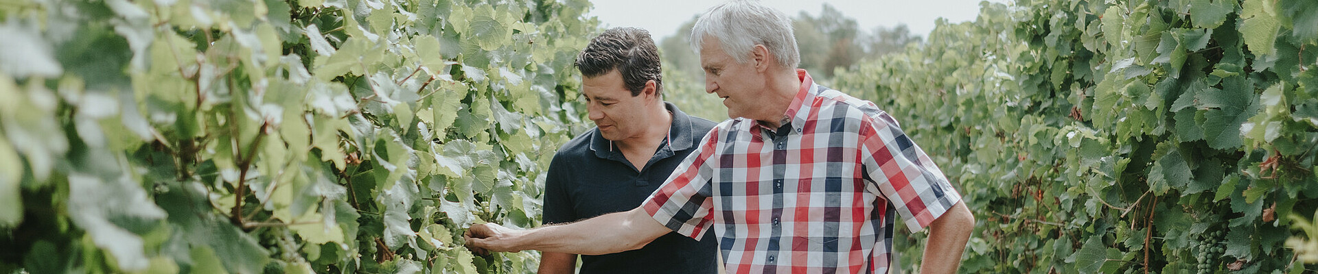 Fischer and Durner in the vineyard