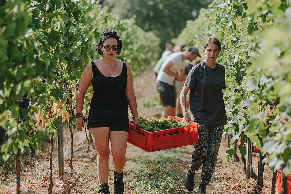 Two viticulture students carry a box of grapes from the vineyard