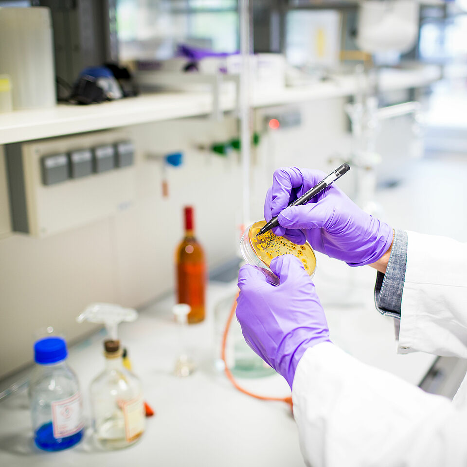 Laboratory at the Wine Campus Neustadt