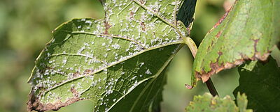 Downy mildew on a vine leaf