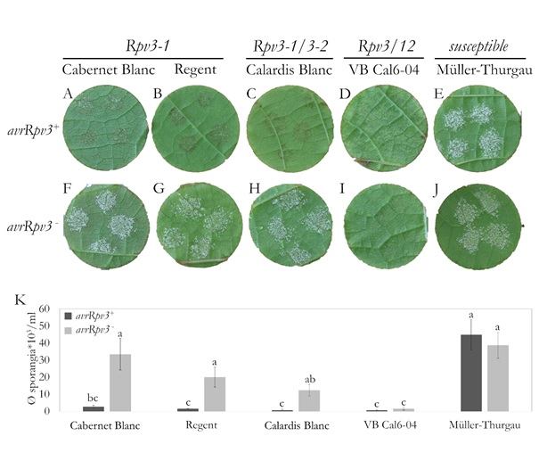 Face inférieure des feuilles attaquée par l'oïdium des différents cépages